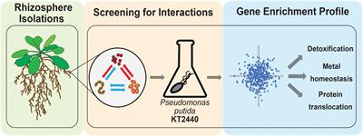 Iron Supplementation Eliminates Antagonistic Interactions Between Root-Associated Bacteria